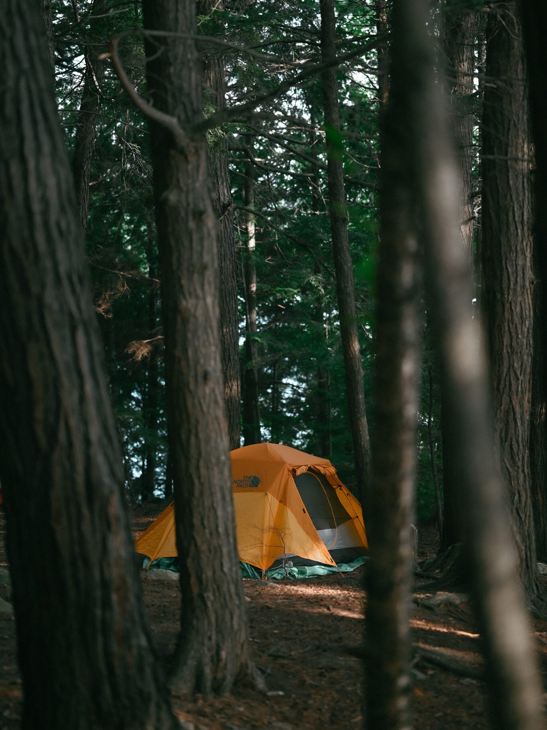 Camping in the forest